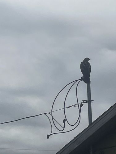 Red-tailed Hawk