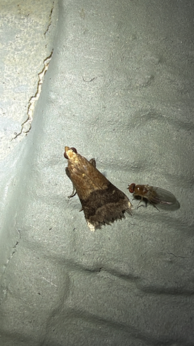 Broad-banded Eulogia Moth