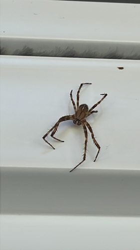 Cross Orbweaver