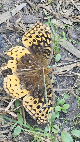 Great Spangled Fritillary