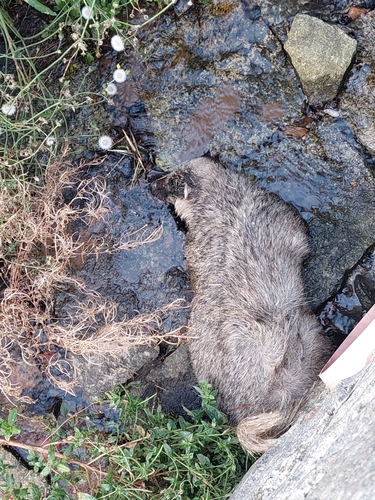 European Badger