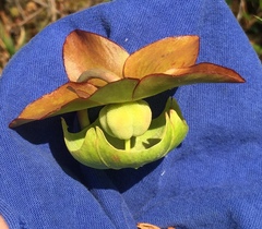 Sarracenia purpurea venosa
