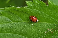 Harmonia axyridis