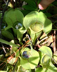 Sarracenia purpurea venosa
