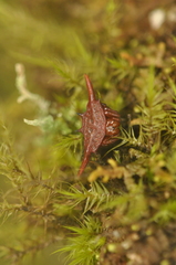 Gasteracantha versicolor