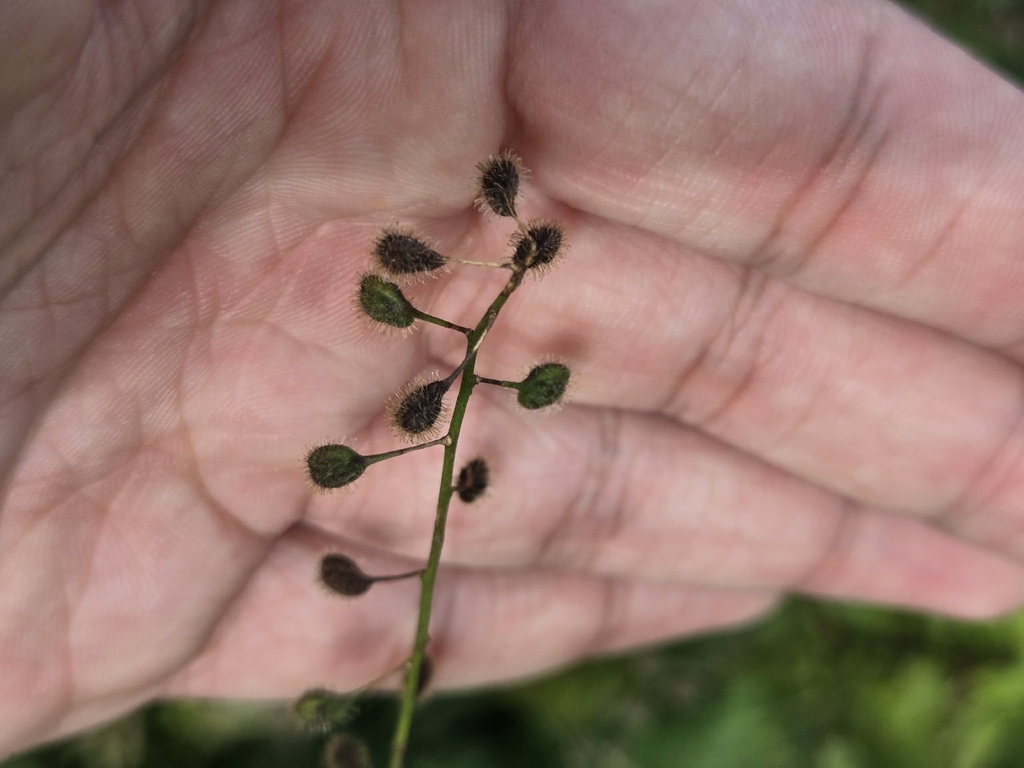 Circaea canadensis; photograph (c) Alexander Diaz, some rights reserved (CC BY)