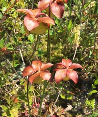 Sarracenia purpurea venosa