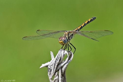 Red-veined Dropwing