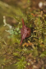 Gasteracantha versicolor