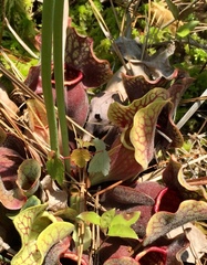 Sarracenia purpurea venosa