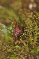 Gasteracantha versicolor