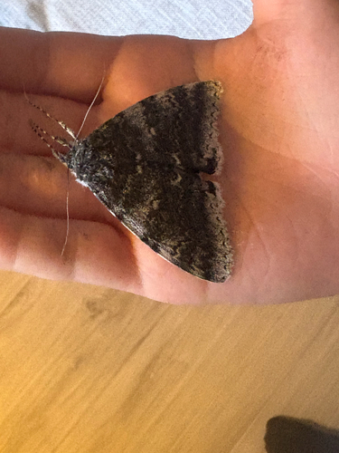 White Underwing