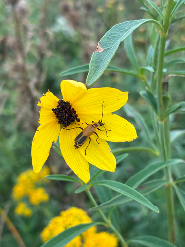 Goldenrod Soldier Beetle