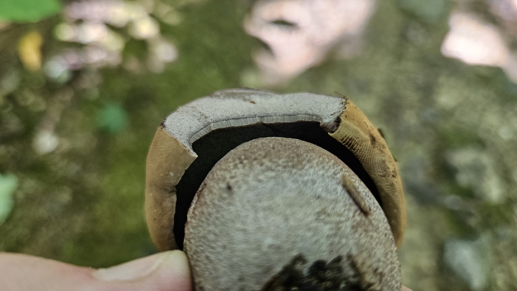 Lilac-brown bolete