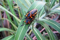 Mecistomela marginata