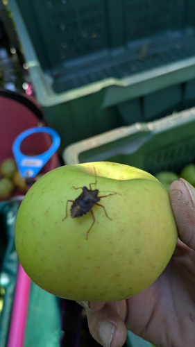 Forest Bug