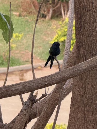 Swallow-tailed Hummingbird