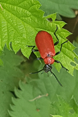 Pyrochroa coccinea