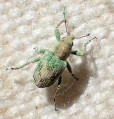 Coniatus splendidulus
