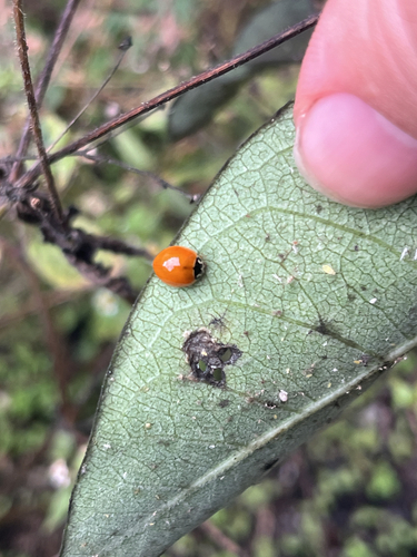 Polished Lady Beetle