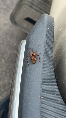 Western Conifer Seed Bug