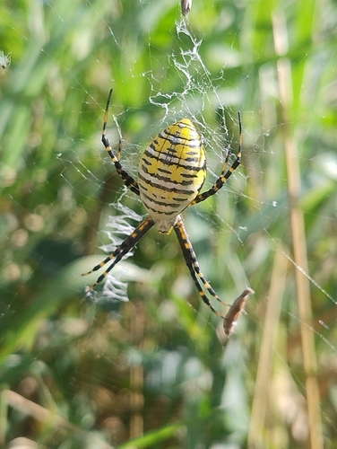 Banded Garden Spider