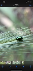 Gastrophysa cyanea