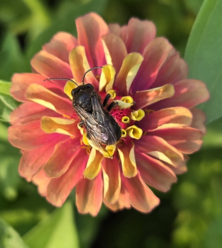 Two-spotted Longhorn Bee