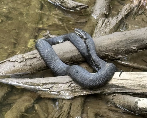 Common Watersnake