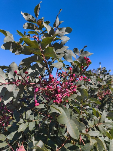 terebinth