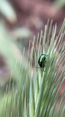Gastrophysa cyanea