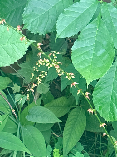 American jumpseed
