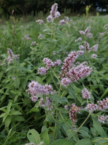 Horse Mint