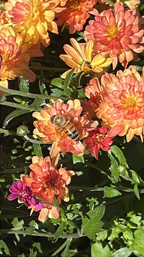 Western Honey Bee