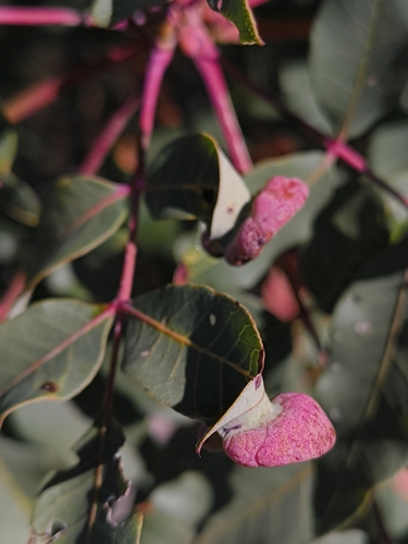 Pistachio-Grass Root Aphid