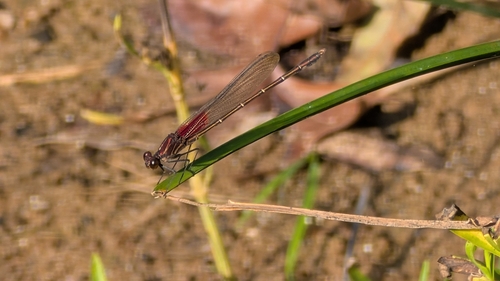 American Rubyspot