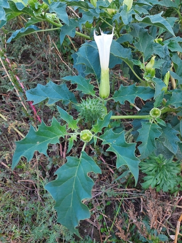jimsonweed