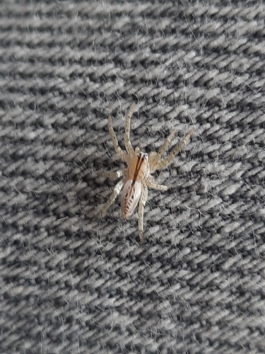 Arachosia praesignis