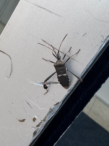Western Leaf-footed Bug