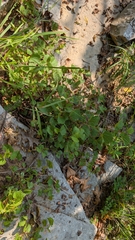Vitis rupestris
