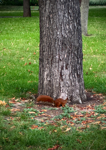 Eurasian Red Squirrel