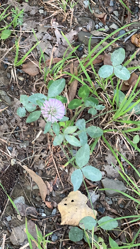 Red Clover