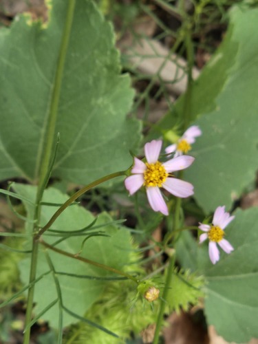 Cosmos parviflorus, photograph 3