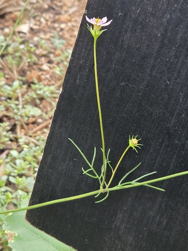 Cosmos parviflorus, photograph 4