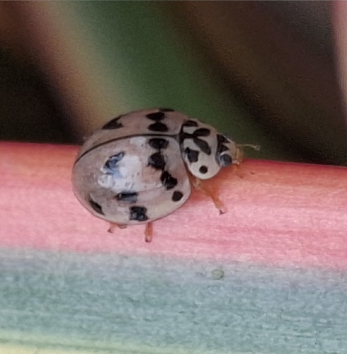 Ashy Gray Lady Beetle