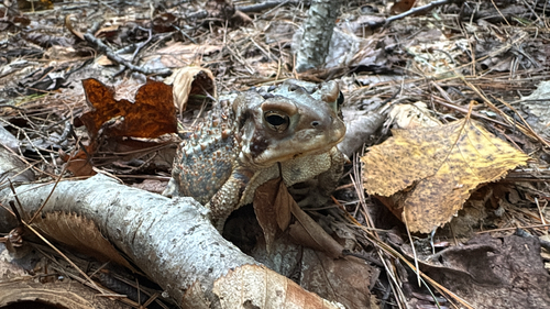 American Toad