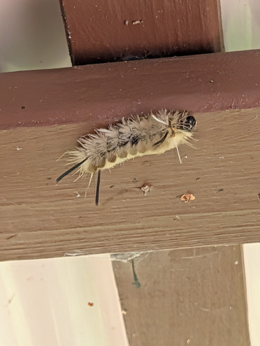 Banded Tussock Moth