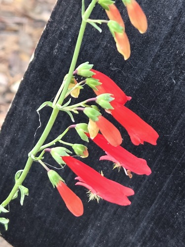 Penstemon barbatus, photograph 1