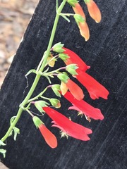 Penstemon barbatus