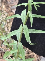 Penstemon barbatus, photograph (c) Jo Roberts, some rights reserved (CC BY)